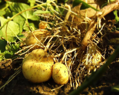 Kartoffel in der Wuchsphase