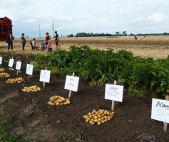 Kartoffelsorten gut erklärt