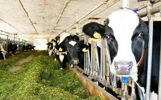 Insgesamt 300 Milchkühe inklusive eigener Nachzucht.