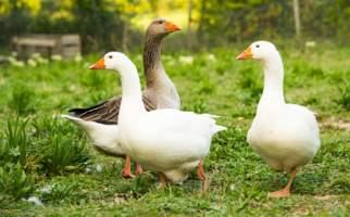 Geflügel aus eigener Freilandhaltung.