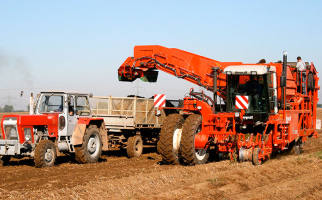 110 ha Pflanzkartoffelanbau