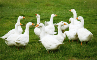 Geflügel aus eigener Freilandhaltung.