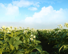 Kartoffelpflanze in der Blütephase