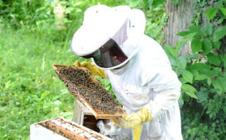 Honig von Imkern aus unserer Region.