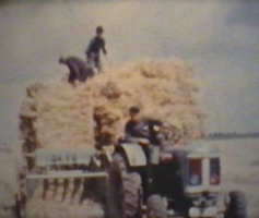 Stroheinfuhr um etwa 1965
